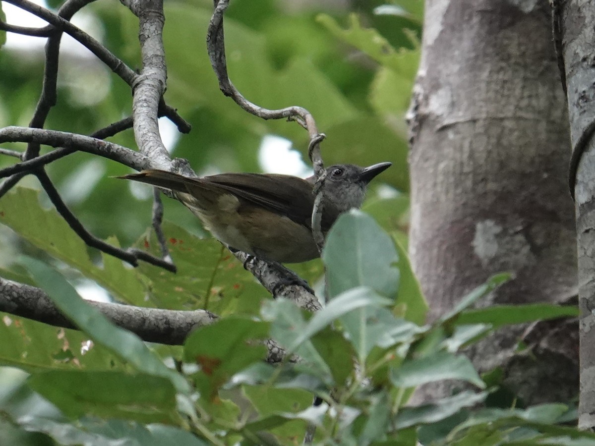 Tagula Shrikethrush - ML624652837