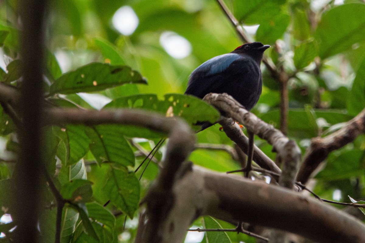 Long-tailed Manakin - ML624653138