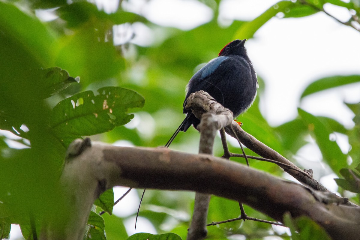 Long-tailed Manakin - ML624653140