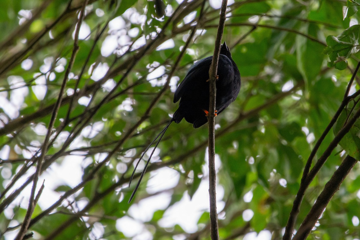 Long-tailed Manakin - ML624653141