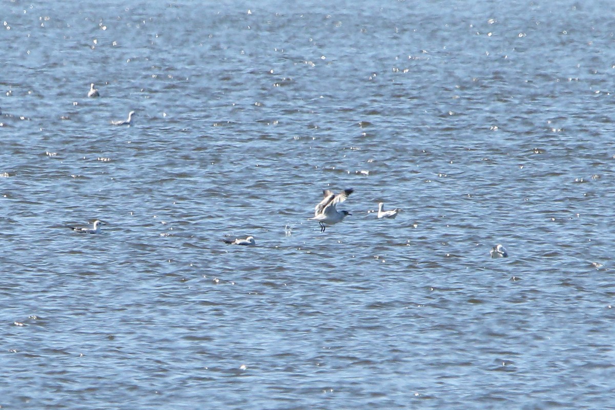 Franklin's Gull - ML624653375