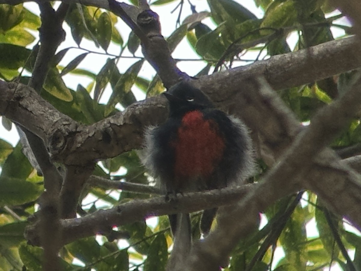 Painted Redstart - ML624653404