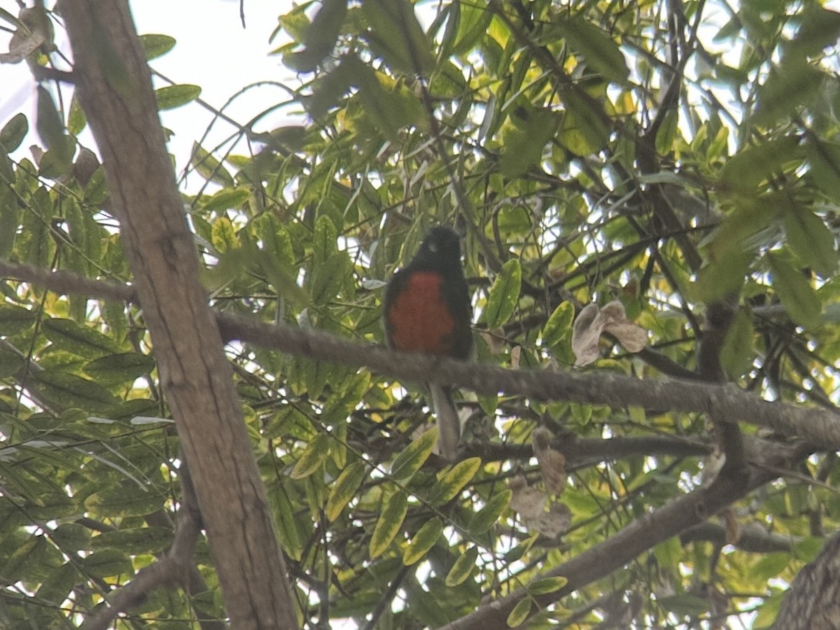 Painted Redstart - ML624653405