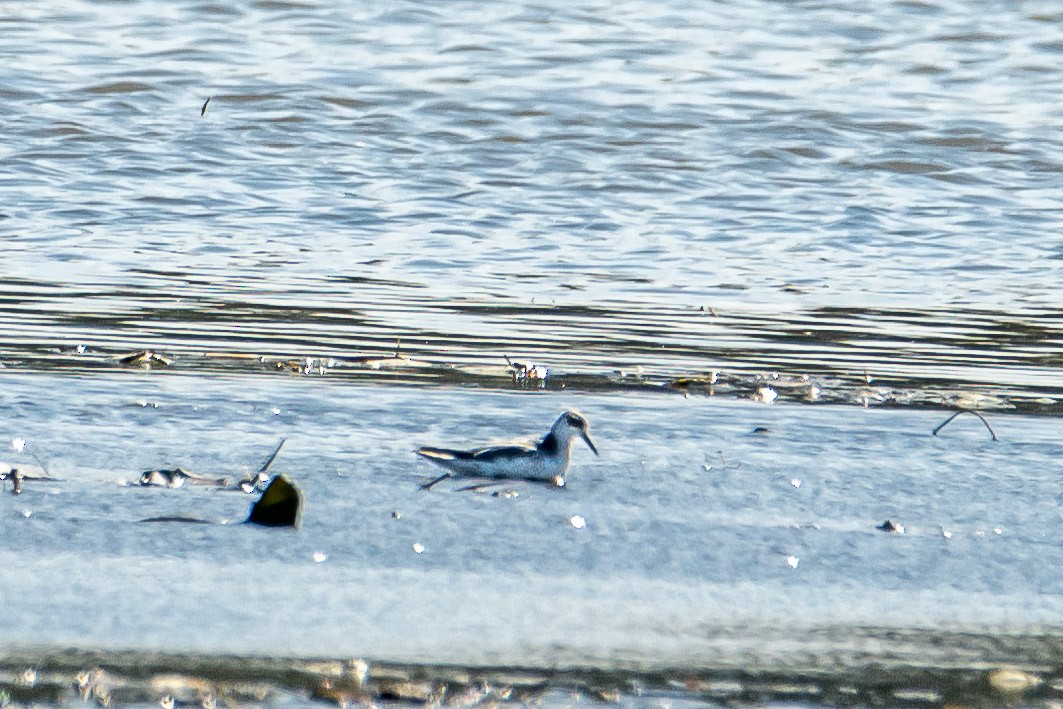 lyskonoh ploskozobý - ML624653529