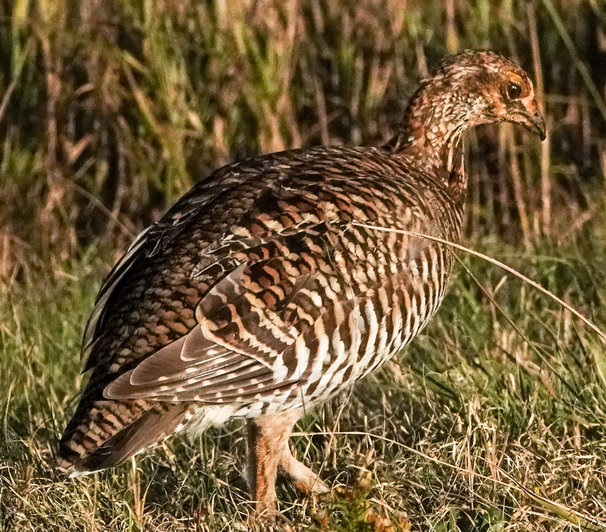 Tétras des prairies - ML624653579