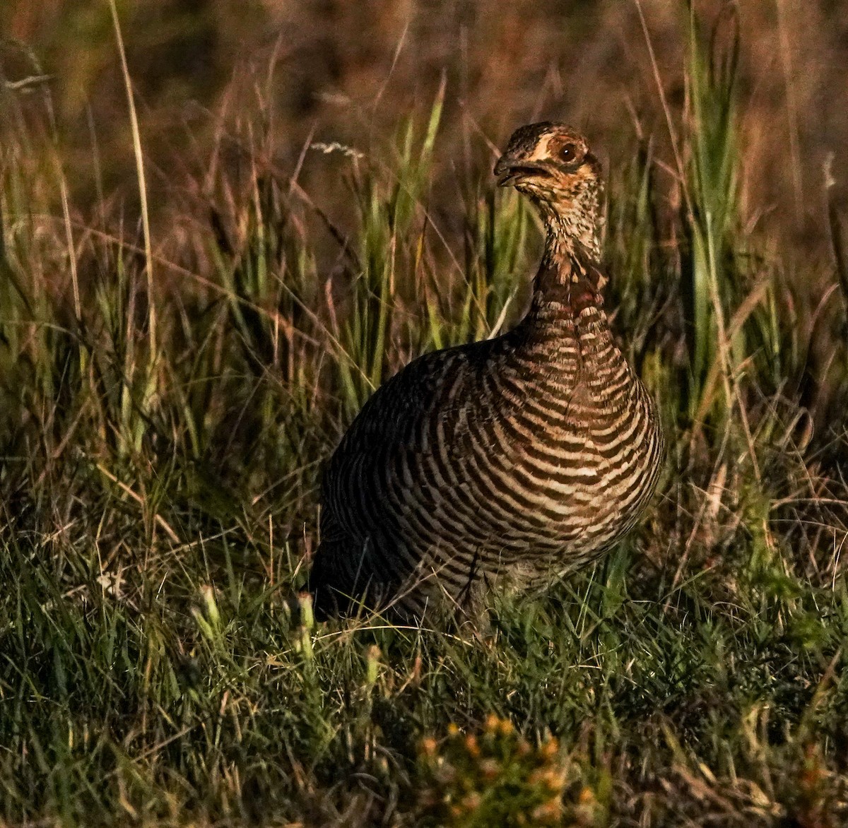 Greater Prairie-Chicken - ML624653592