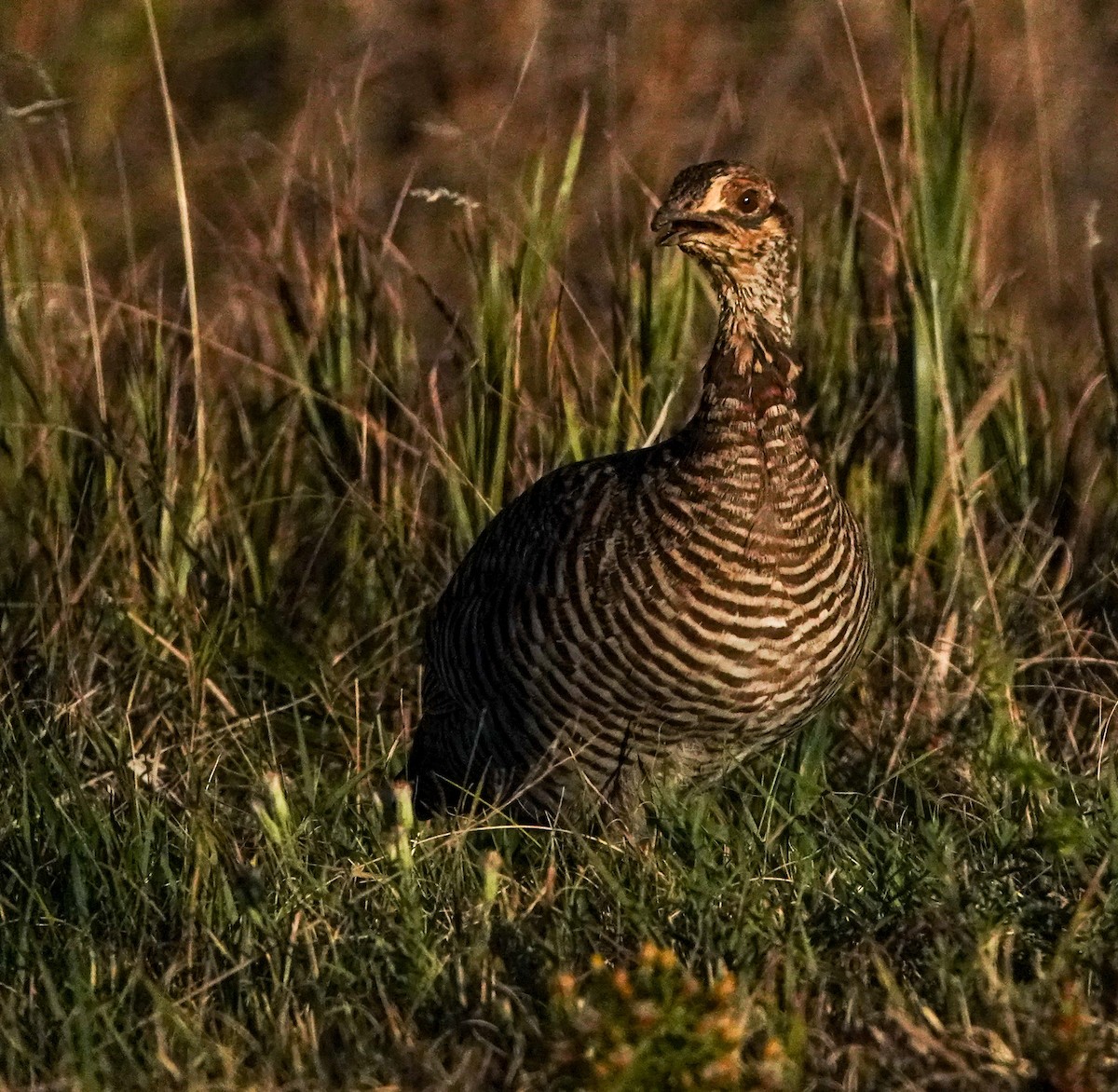 Tétras des prairies - ML624653592