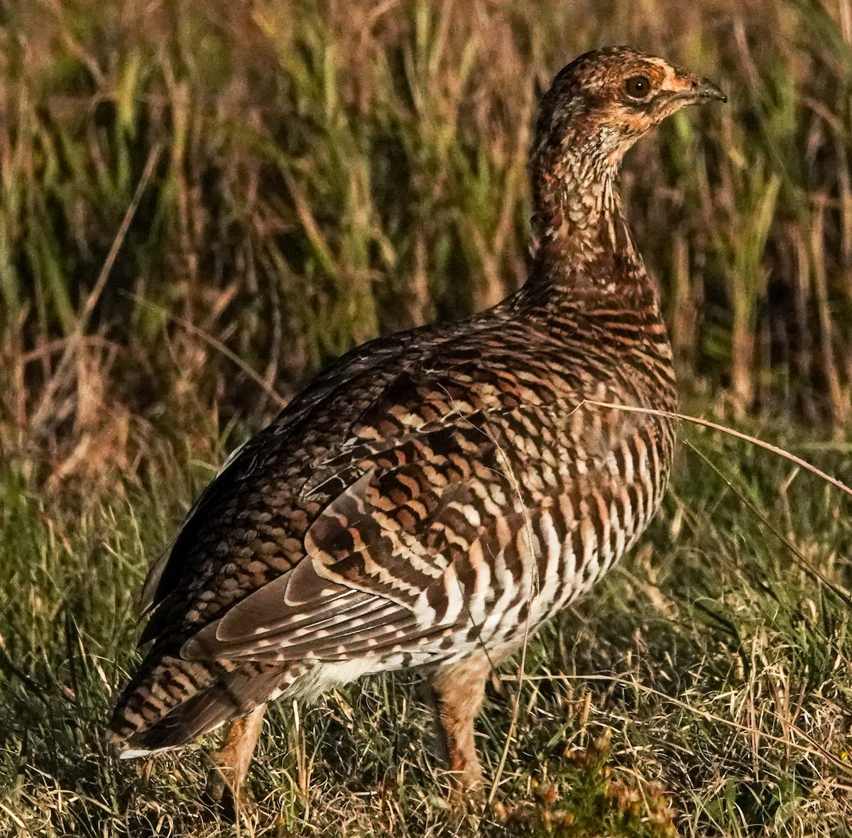 Tétras des prairies - ML624653603