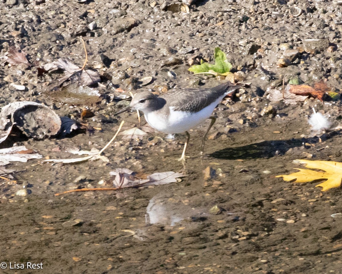 Spotted Sandpiper - ML624653619