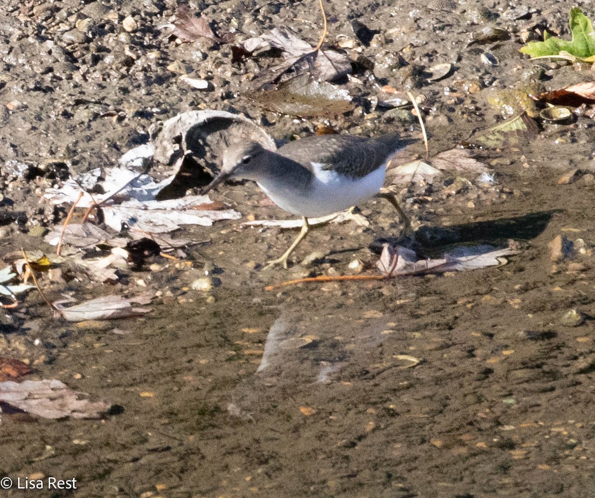 Spotted Sandpiper - ML624653620