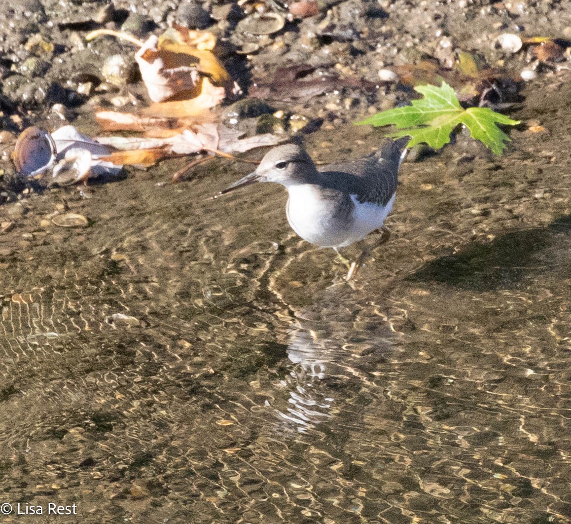 Spotted Sandpiper - ML624653621