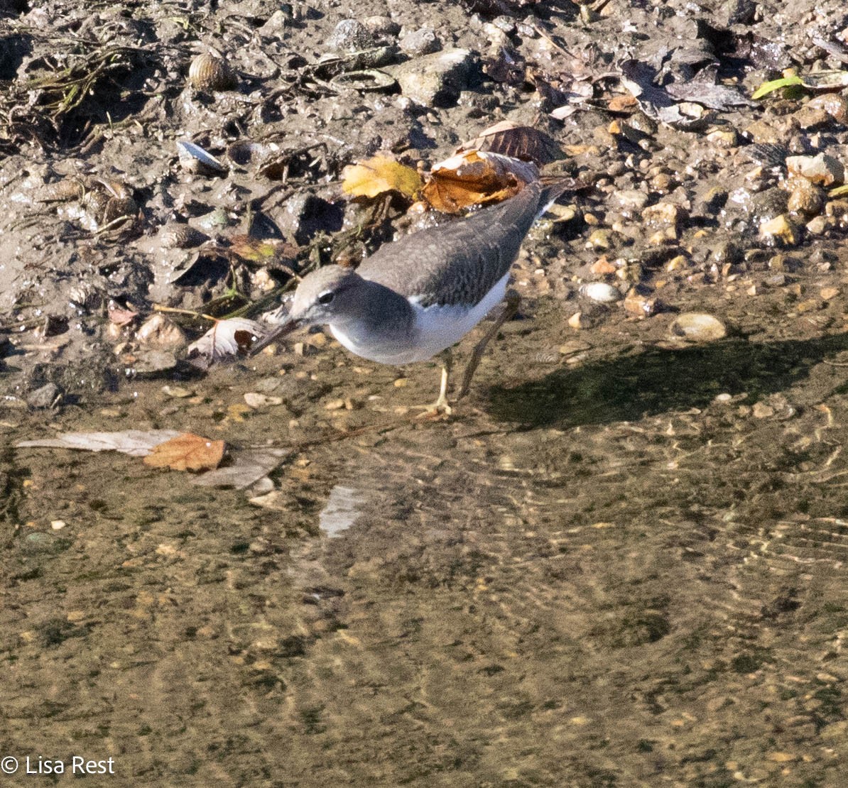 Spotted Sandpiper - ML624653622