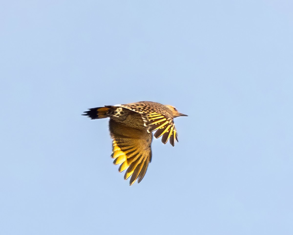 Northern Flicker - ML624653909