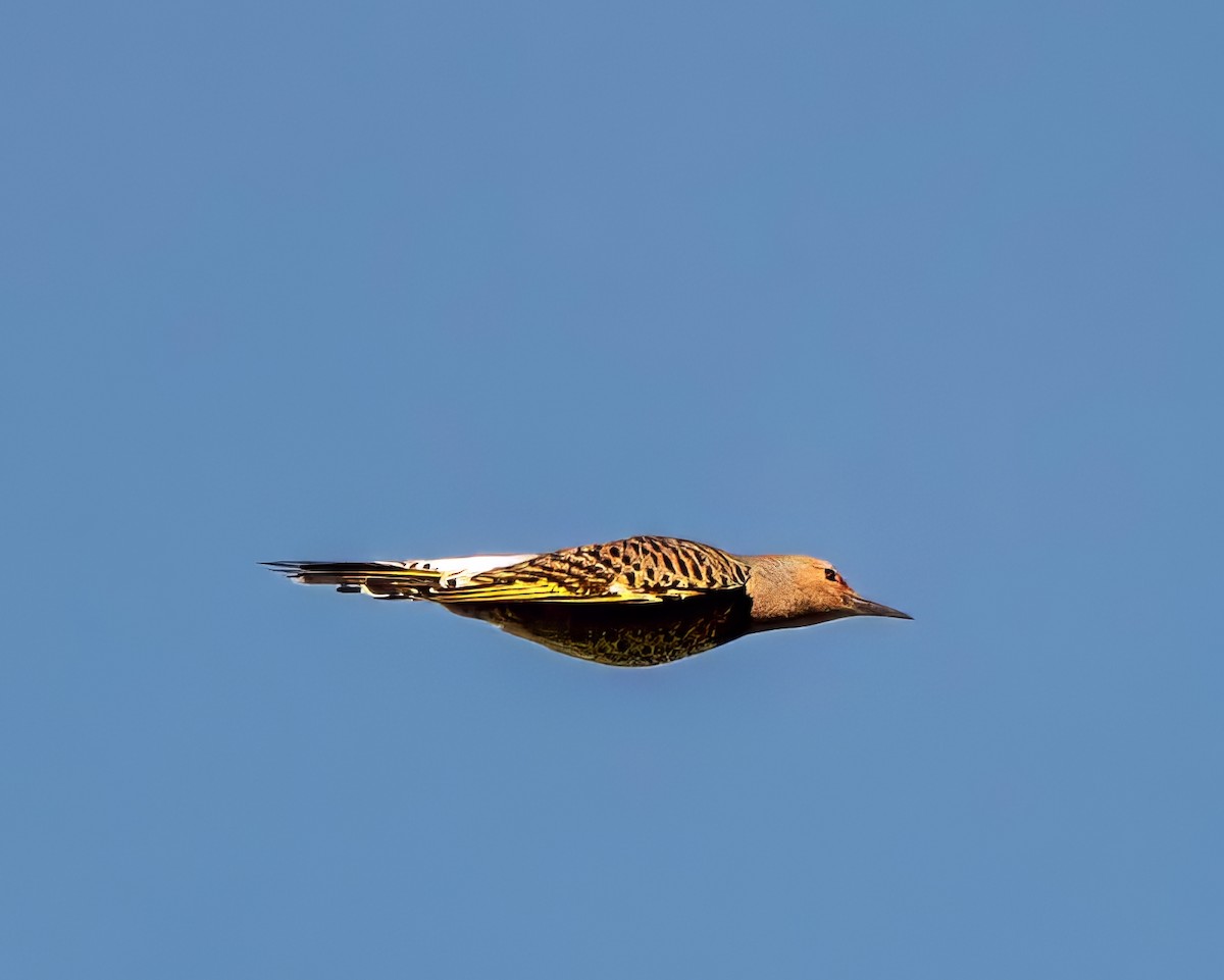 Northern Flicker - ML624653910