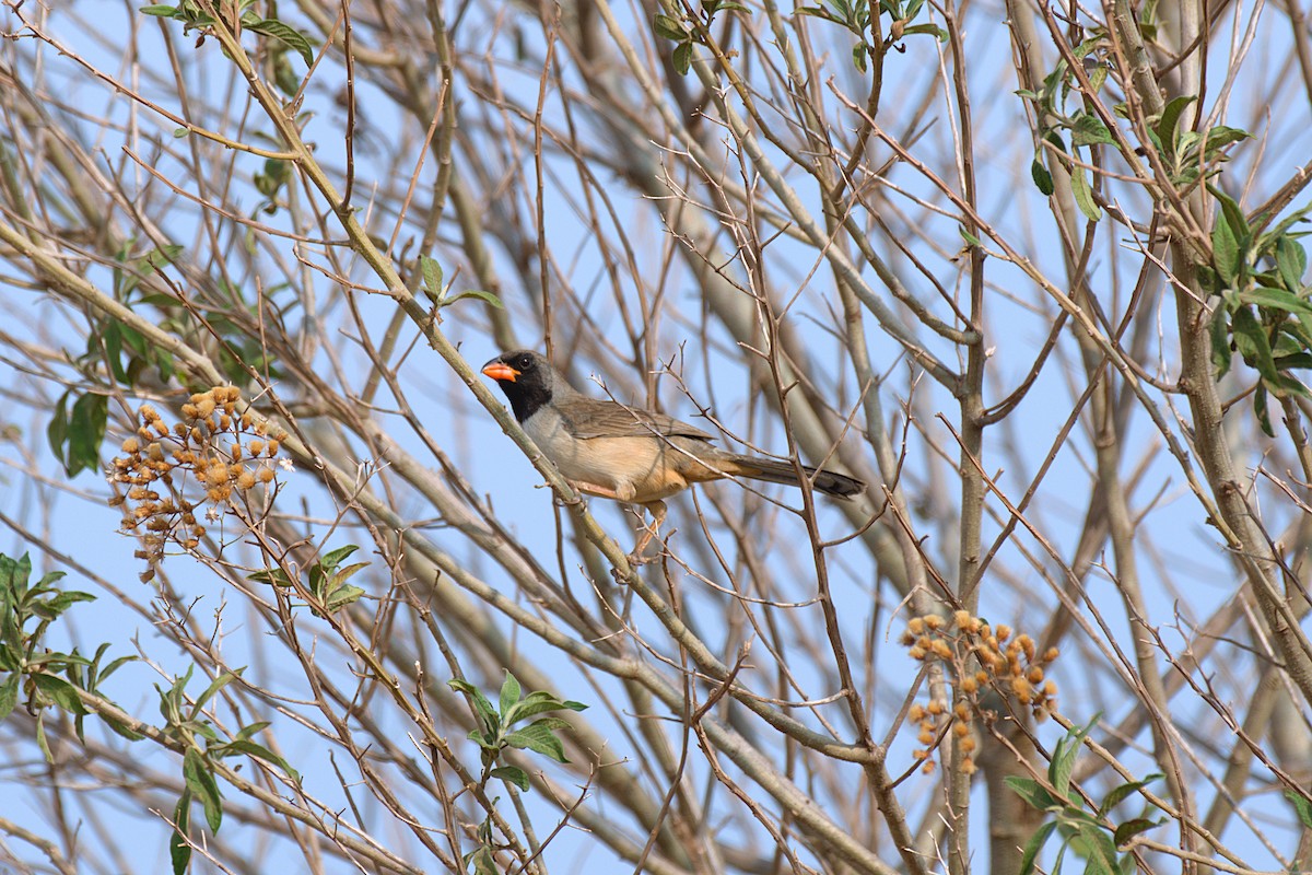 Black-throated Saltator - ML624654365