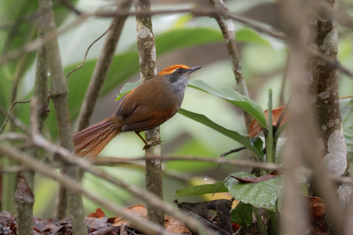 Rufous-capped Spinetail - ML624654395