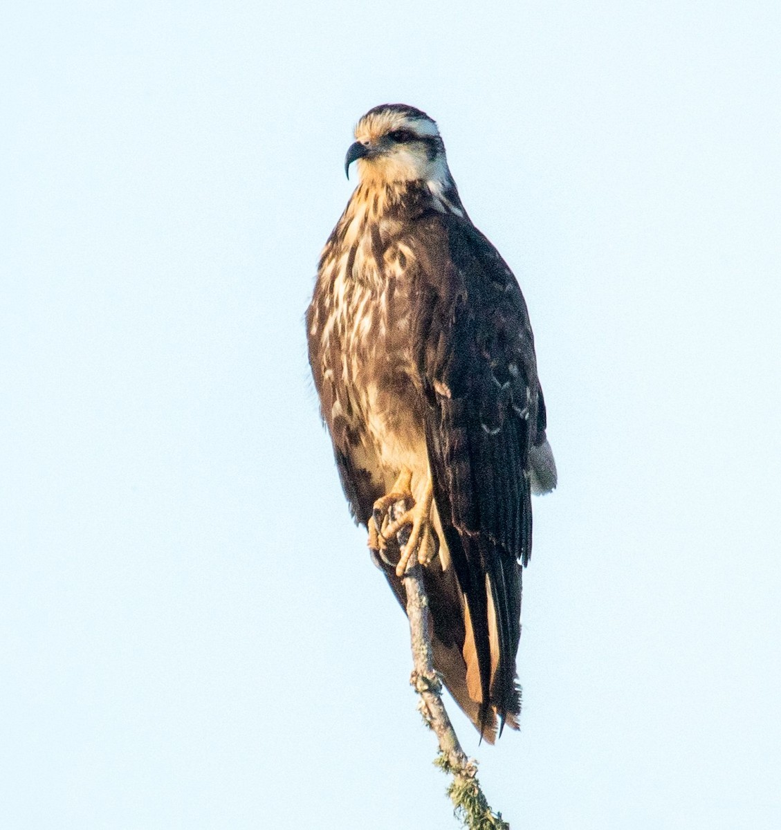 Snail Kite - ML624654406