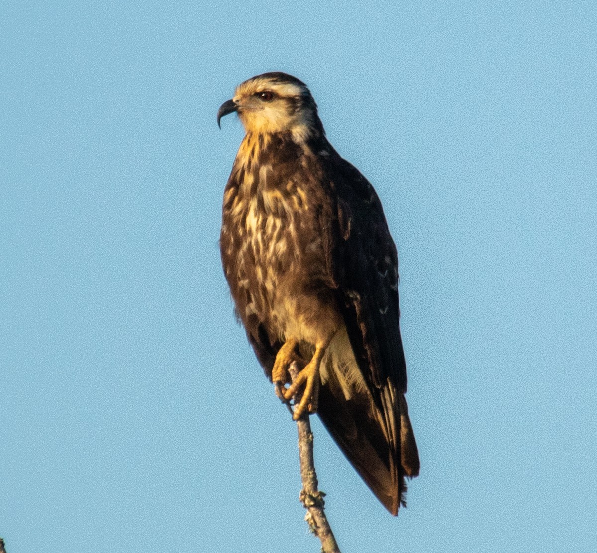 Snail Kite - ML624654427
