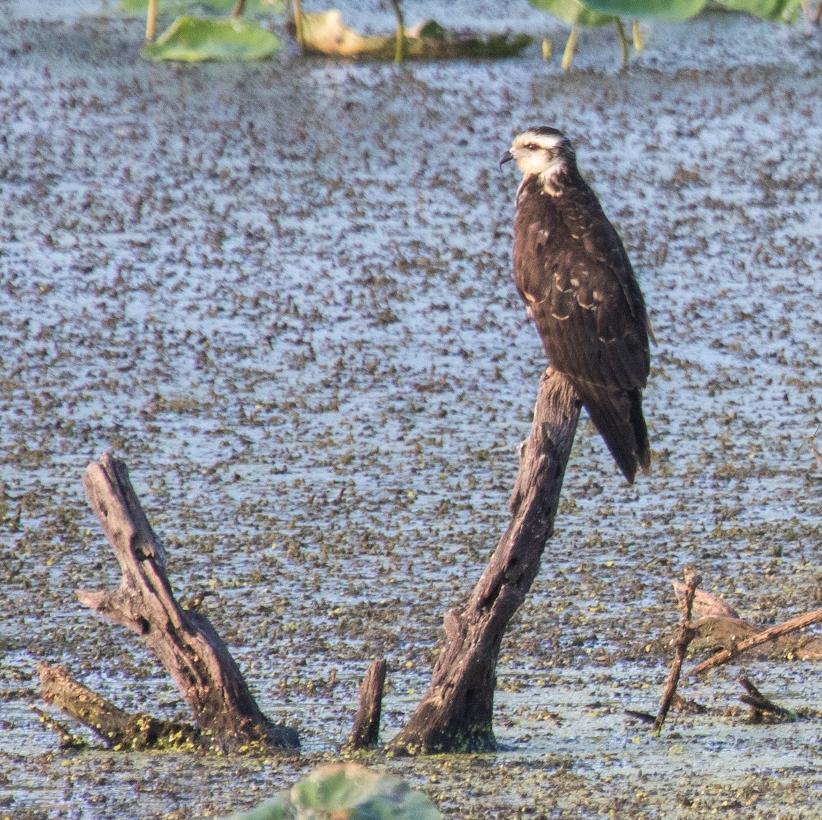 Snail Kite - ML624654429