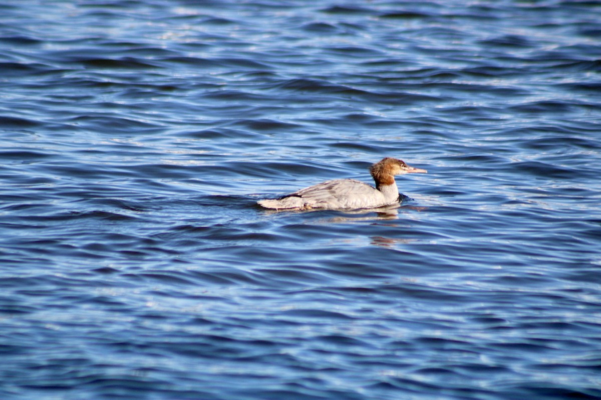 Common Merganser - ML624654529
