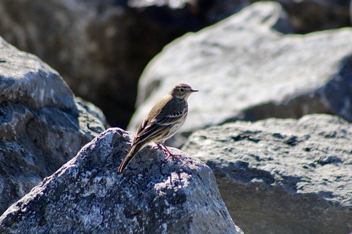 American Pipit - ML624654535