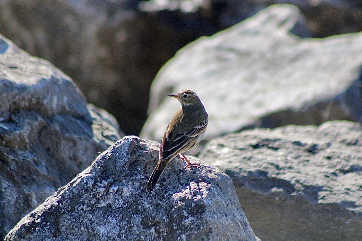 American Pipit - ML624654536