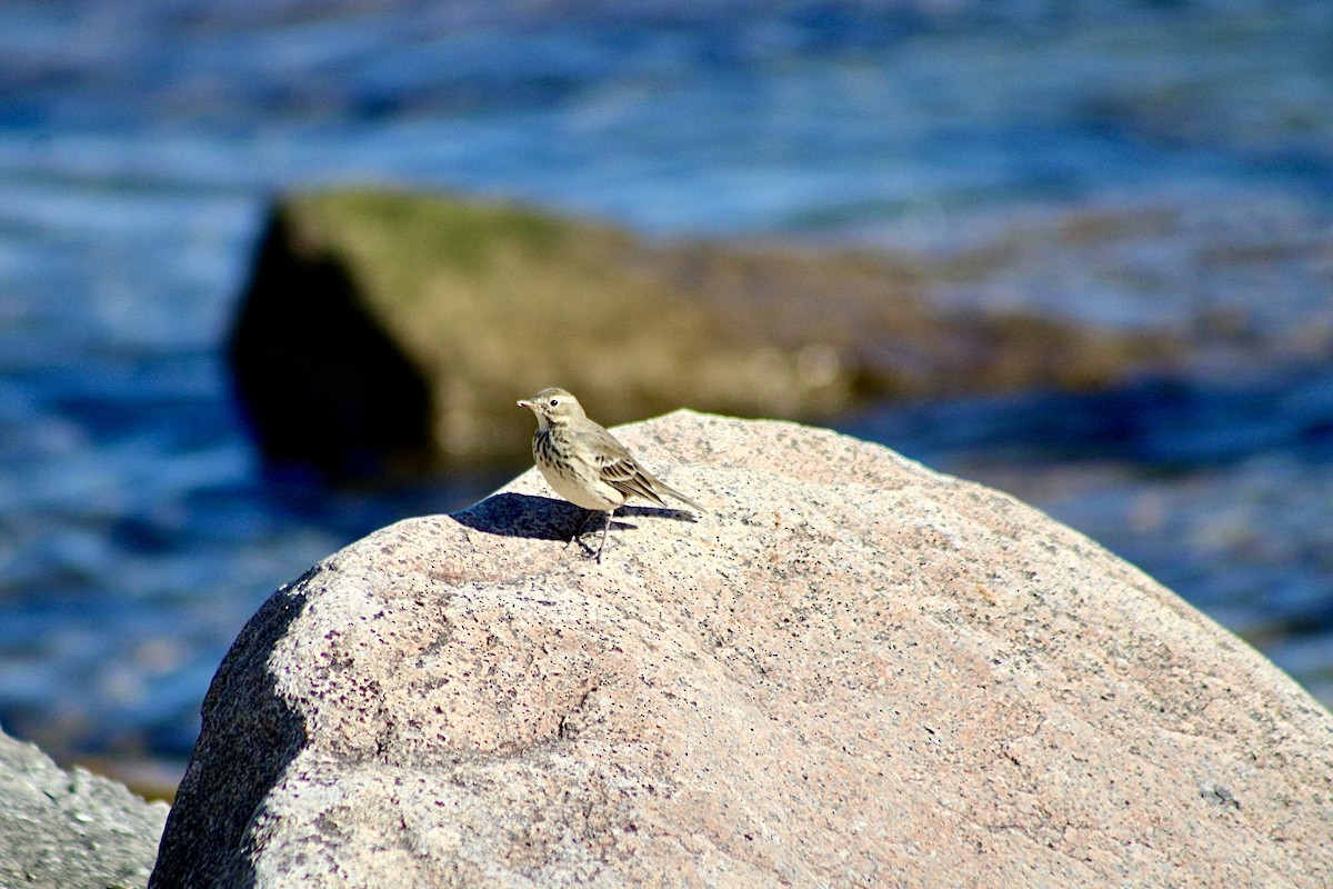 American Pipit - ML624654537