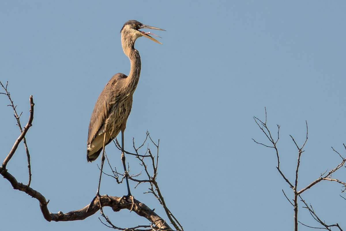 Great Blue Heron (Great Blue) - ML624654552