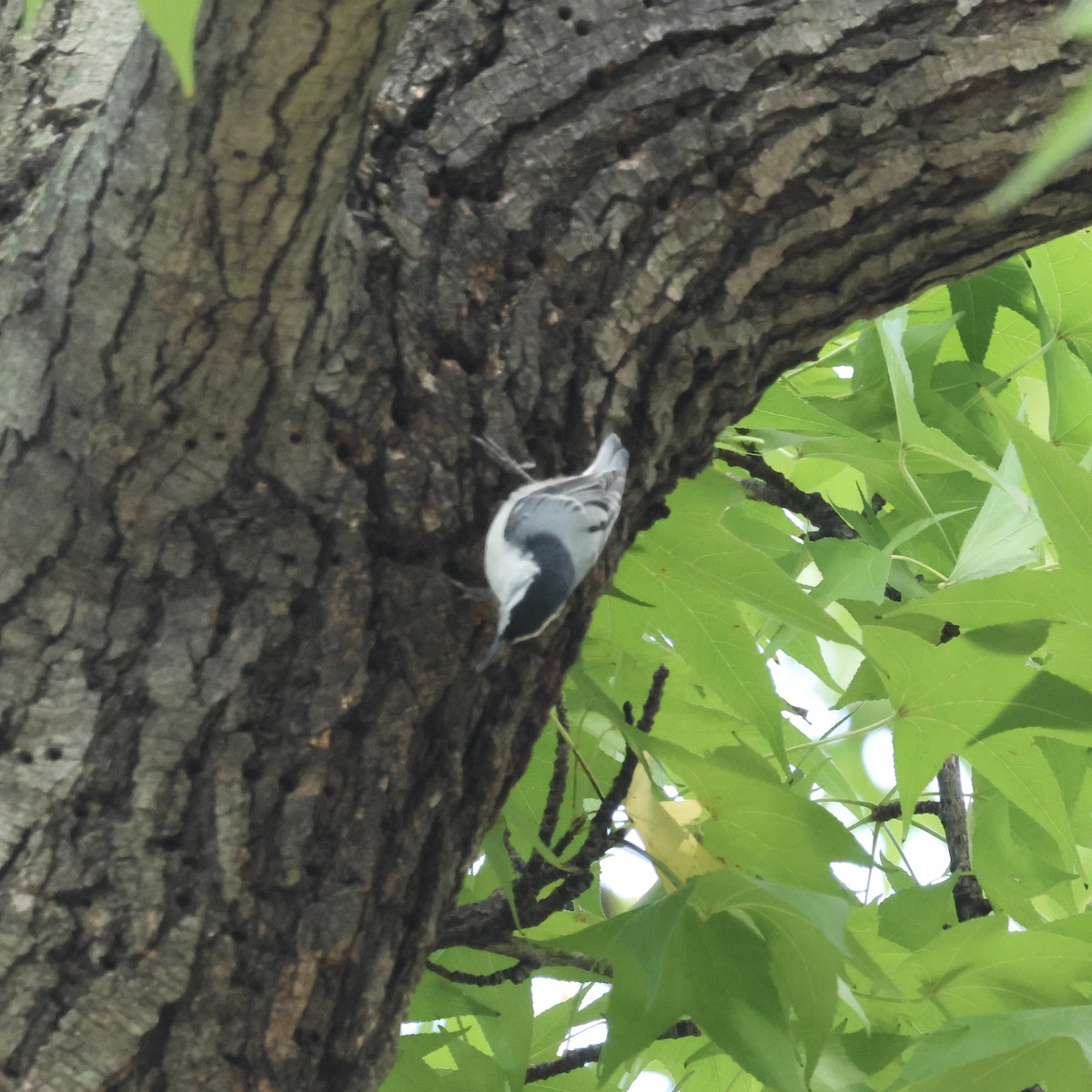 White-breasted Nuthatch - ML624654578