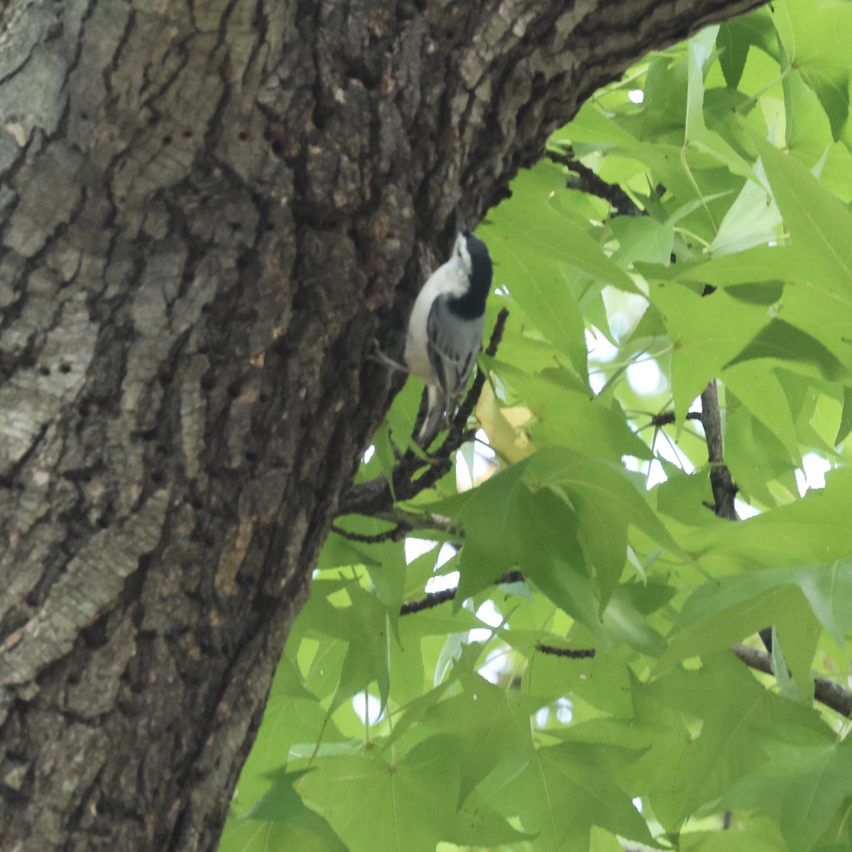 White-breasted Nuthatch - ML624654579
