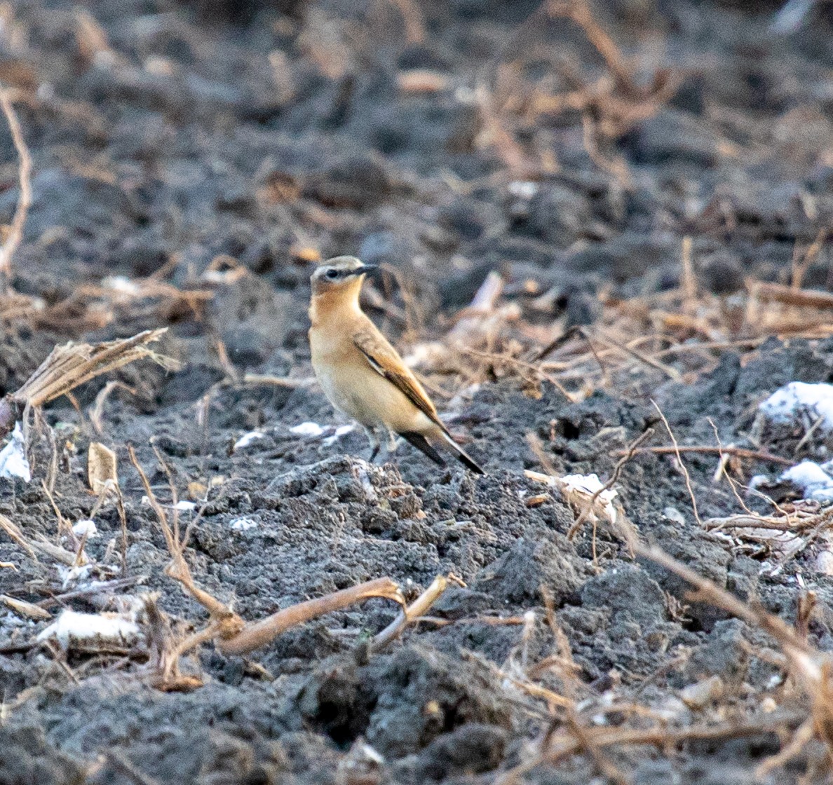 Northern Wheatear - ML624654586