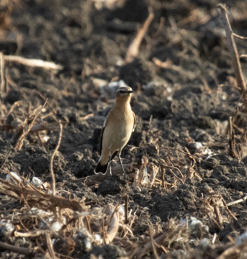 Northern Wheatear - ML624654587