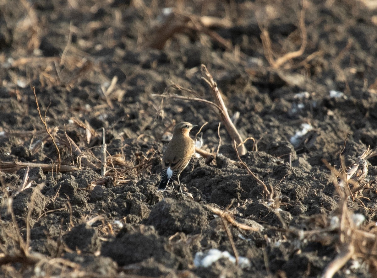 Northern Wheatear - ML624654589