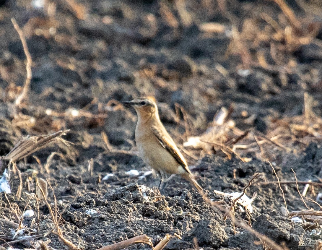 Northern Wheatear - ML624654591