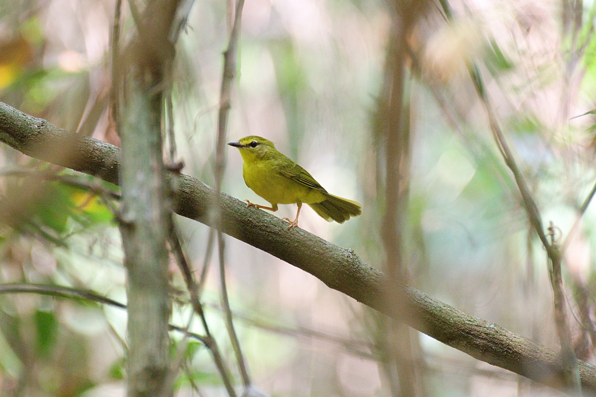 Flavescent Warbler - ML624654662