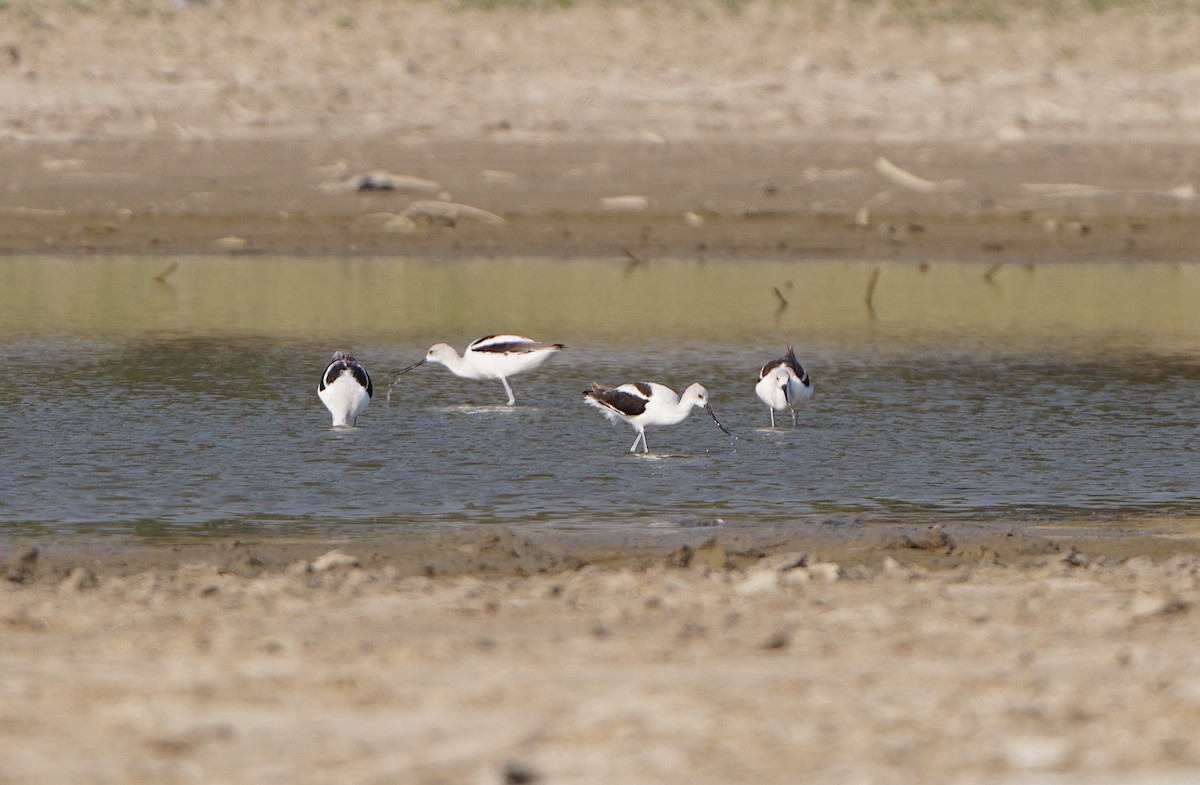 American Avocet - ML624654664