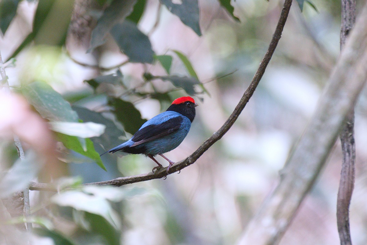Swallow-tailed Manakin - ML624654825