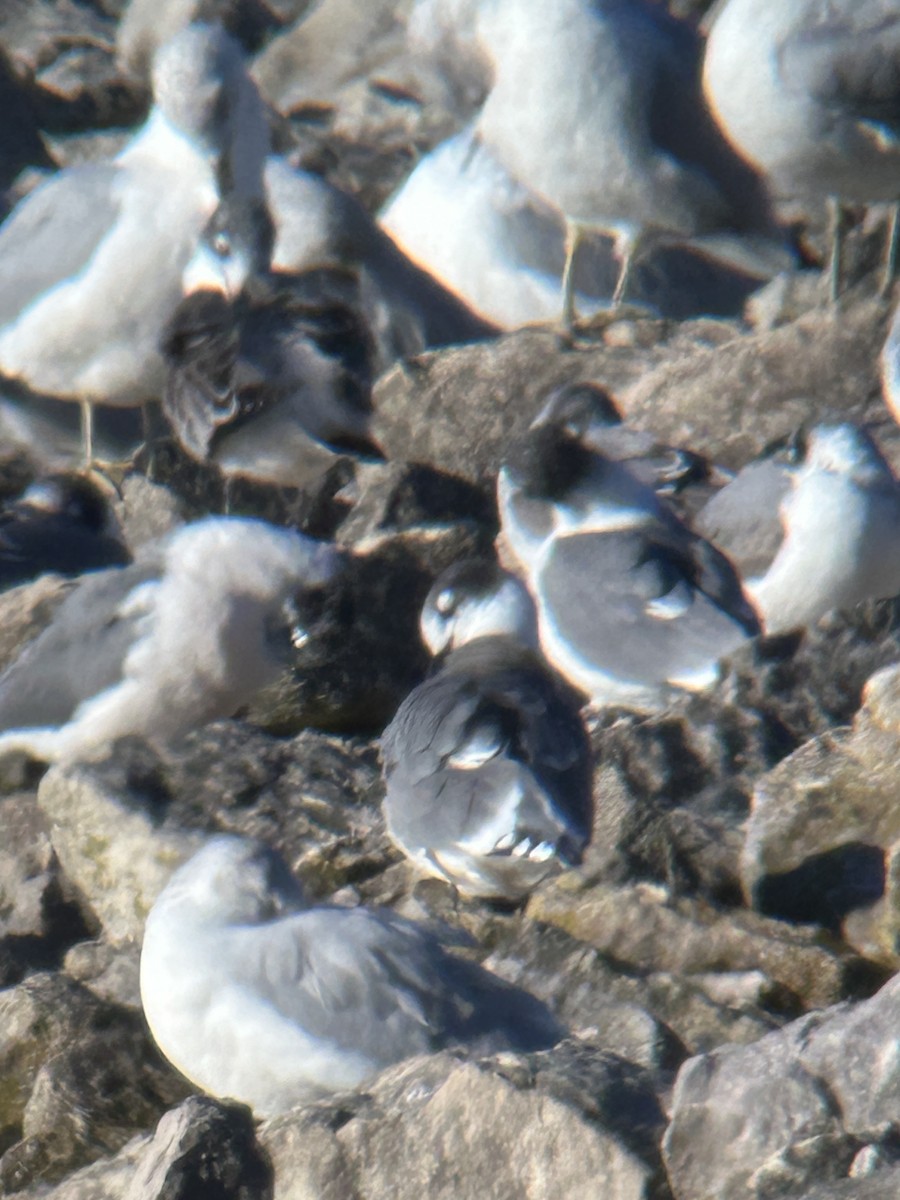 Franklin's Gull - ML624655116
