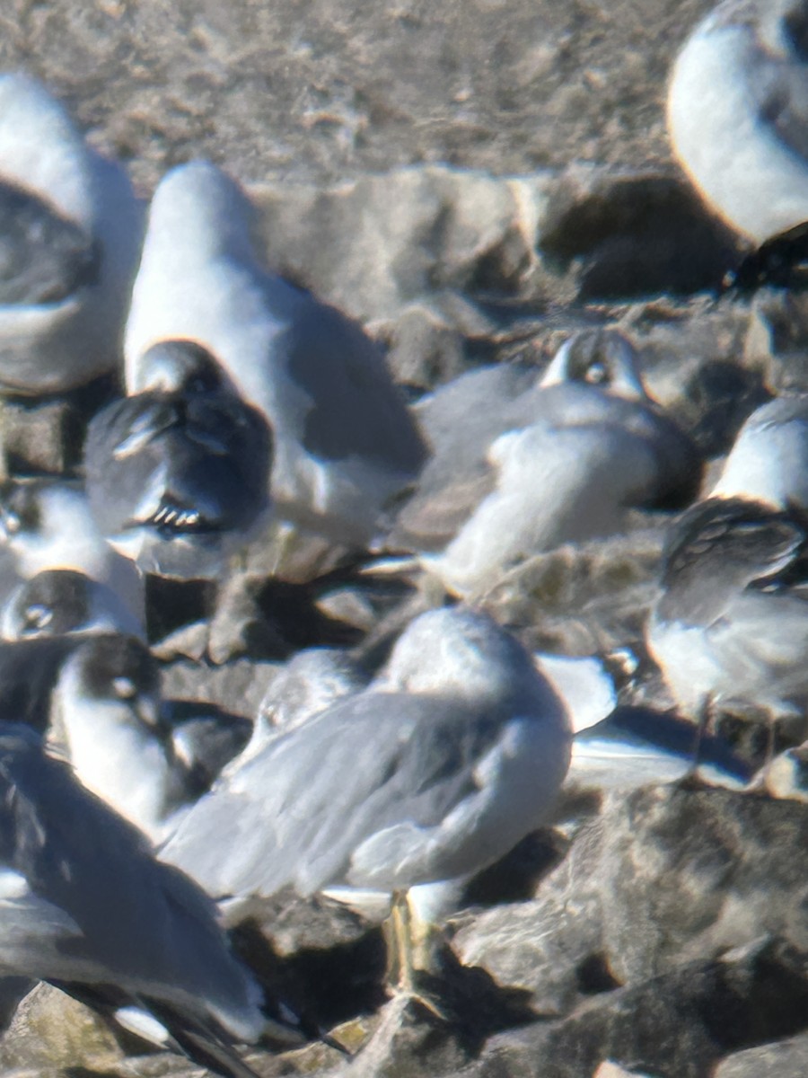 Franklin's Gull - ML624655117