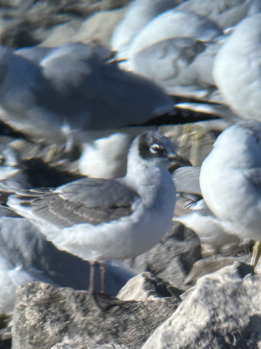 Franklin's Gull - ML624655118