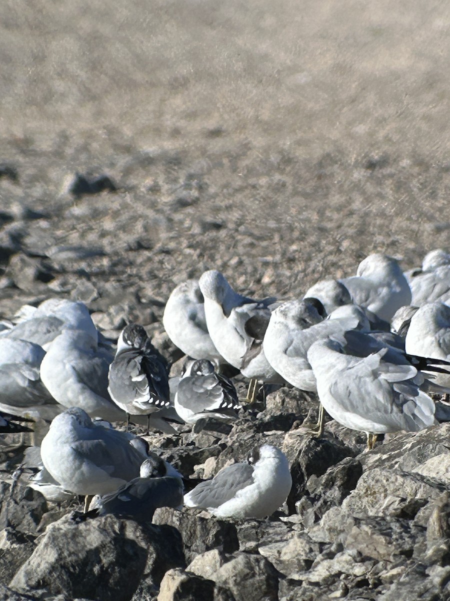 Franklin's Gull - ML624655119