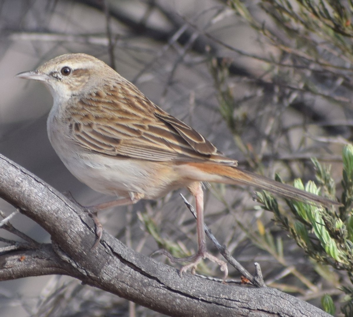 Rufous Songlark - ML624655162