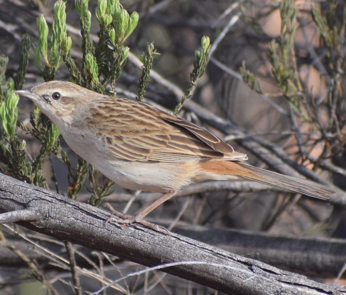 Rufous Songlark - ML624655163