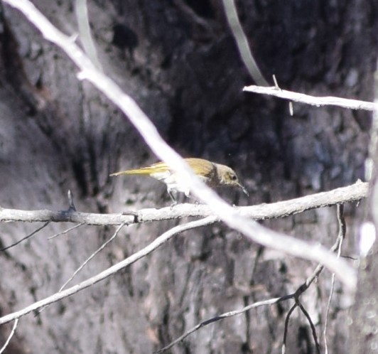 Brown Honeyeater - ML624655190