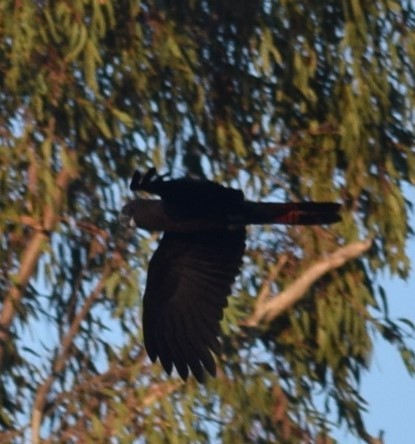 Glossy Black-Cockatoo - ML624655215