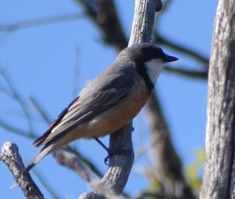 Rufous Whistler - ML624655234