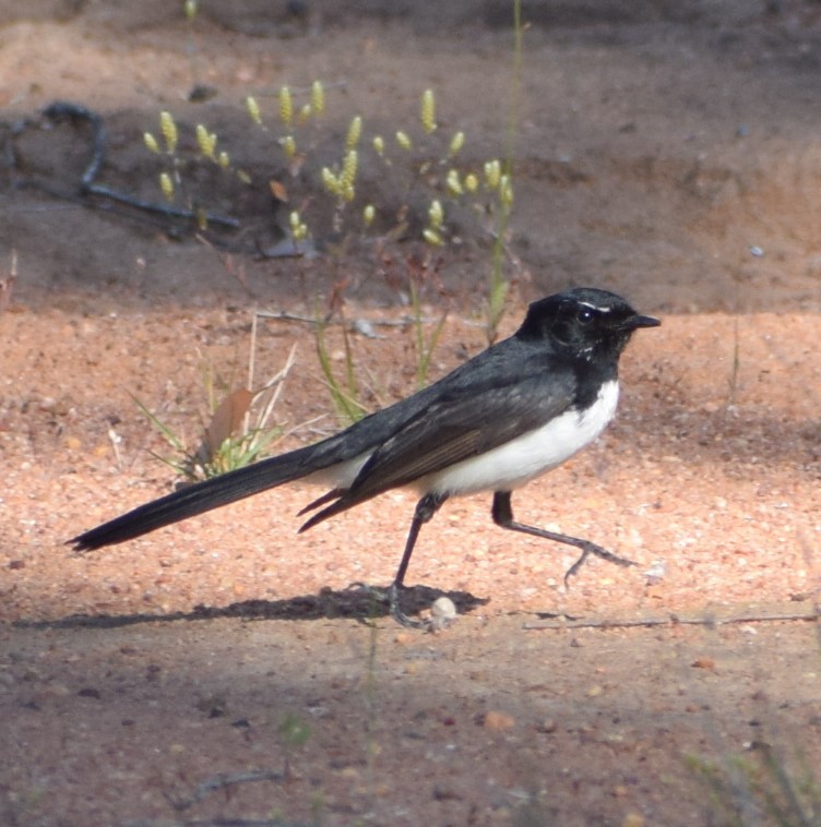 Willie-wagtail - ML624655245