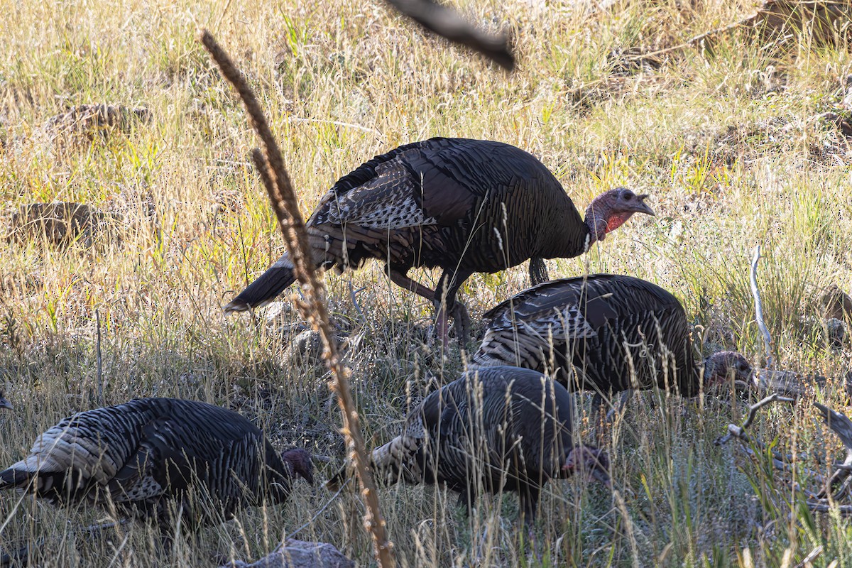 Wild Turkey - ML624656171