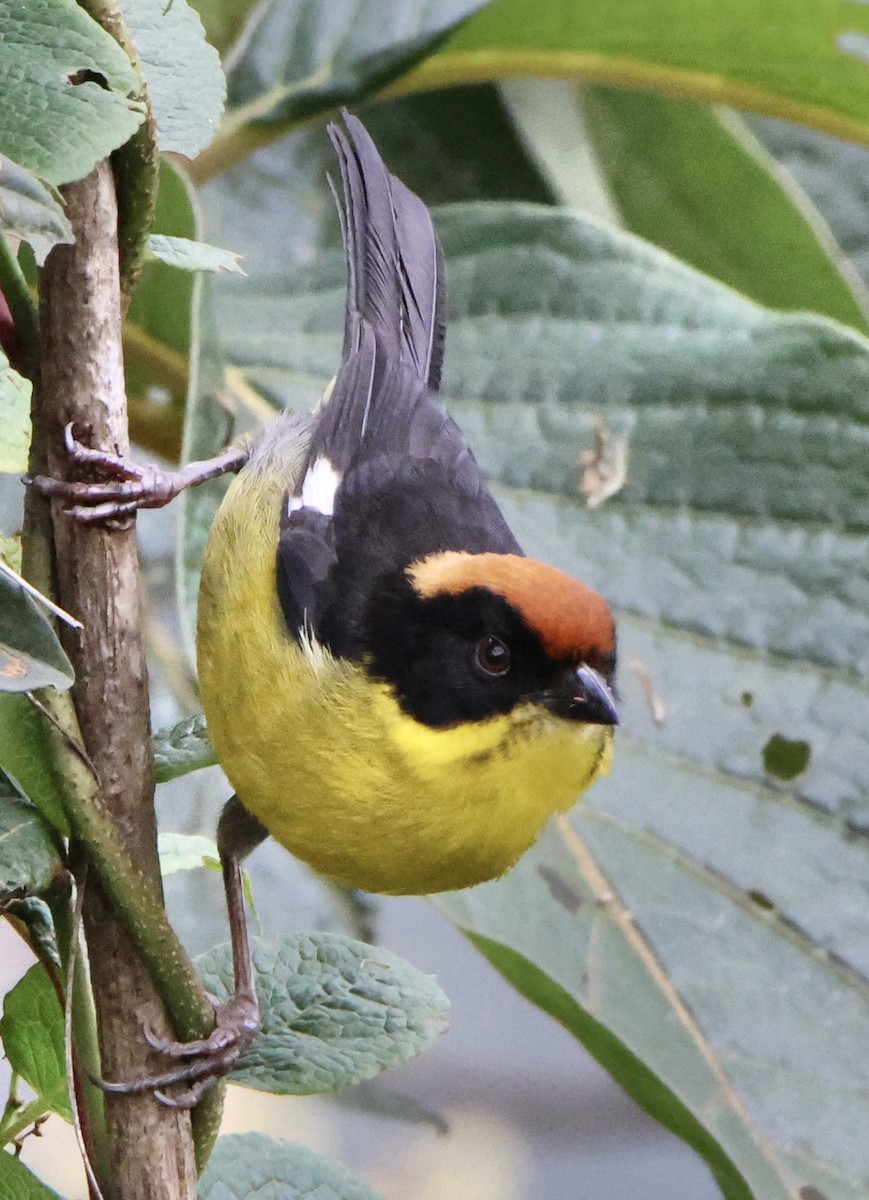 Atlapetes Pechiamarillo (grupo latinuchus) - ML624656188