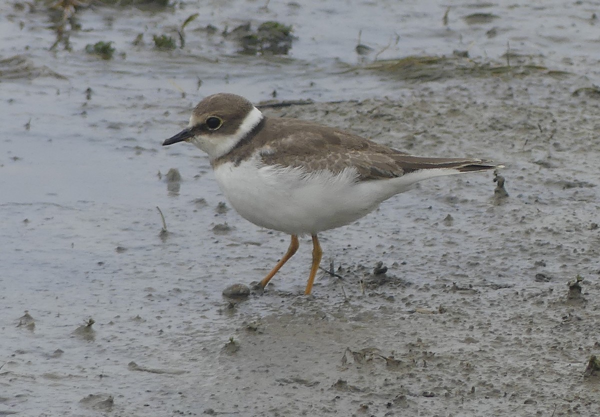 Long-billed Plover - ML624656292